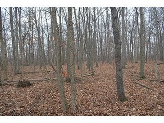 Property photo 12 - LAND AUCTION, 77 Acres offered in 3 Tracts
